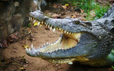 Cazador de Cocodrilos