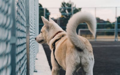 Ateos, colas de perro y la creencia en lo invisible